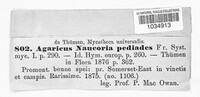 Agrocybe pediades image